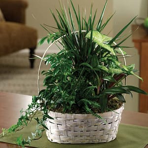 Luscious Green Garden Basket