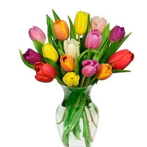 Colorful Tulips
