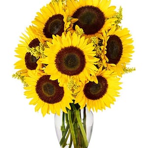 Stunning Sunflowers