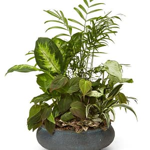 Premium Dish Garden
