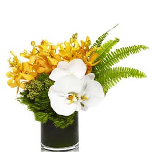 Orchids from the Tropics