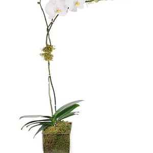Orchid Elegance