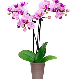 Graceful Mini Orchid