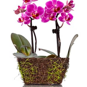 Wood Twig Mini Duo Orchid
