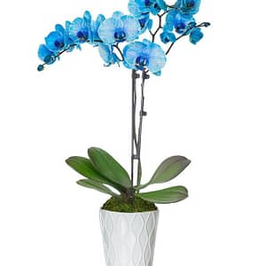 Blue Orchids