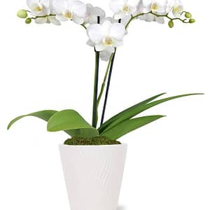 Pearly White Orchid Plant