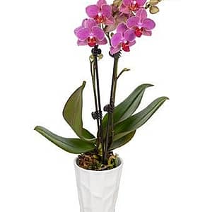 Local Pink Orchid Plant
