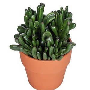 Green Succulent Plant