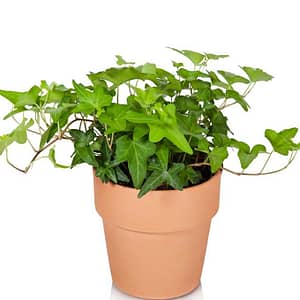 Ivy Foliage Plant