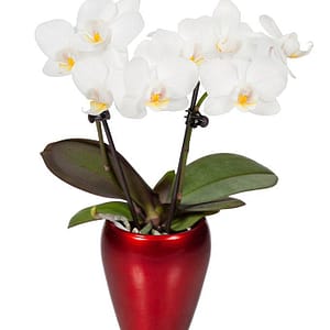 Campfire Mini Orchid