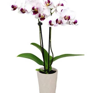 Graceful In Gray Mini Orchid