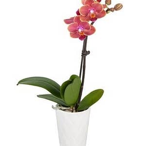 Gentle Breeze Mini Orchid