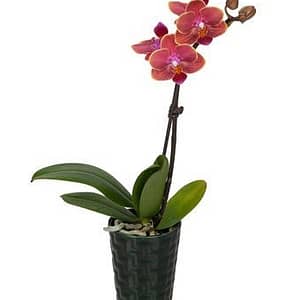 Dark Forest Mini Orchid