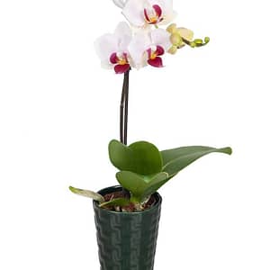 Pink Dream Mini Orchid