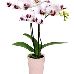 Pink Princess Mini Orchid
