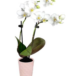 Tender Tranquility Mini Orchid