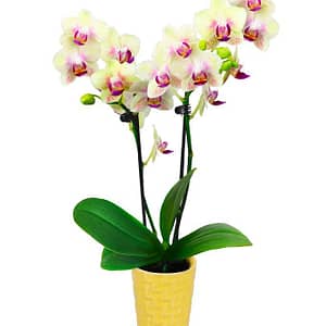 Sunshine Glow Mini Orchid