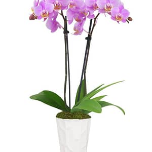 Perfect Pink and White Orchid