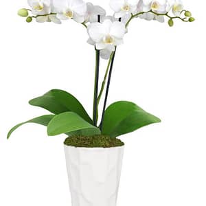 Wonderful White Orchid