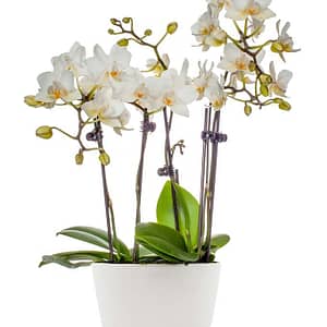 White Sands Mini Orchid