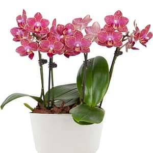 Tropical Sunrise Mini Orchid