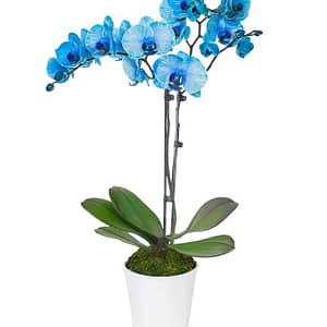 Sapphire Lights Orchid