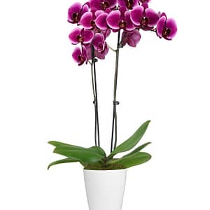 Royal Purple Orchid
