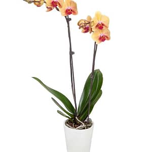 Peachy Keen Orchid