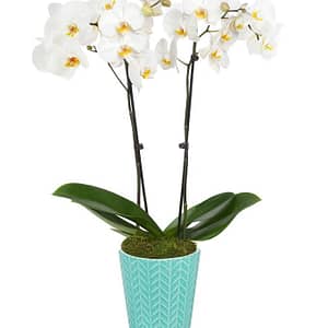 Seafoam Breeze Orchid