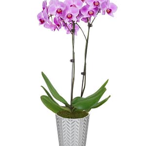 Pastel Reflections Orchid