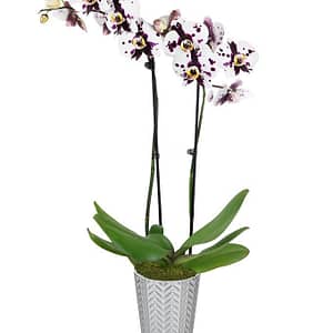 Dainty Dappled Orchid