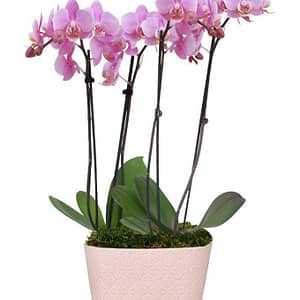 Ballet Bliss Orchid