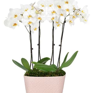 Pink Lace Orchid