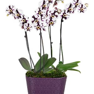 Amethyst Crystal Orchid