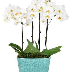 Sea Glass Orchid