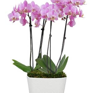 Pure Love Orchid Plant