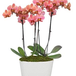 Perfect Peach Orchid Plant