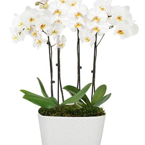 Snowy White Orchid Plant