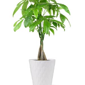 Lucky Money Tree