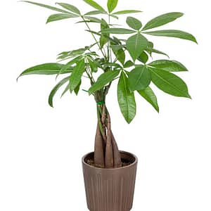 Let Money Tree
