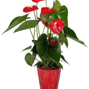 Vibrant Red Anthurium