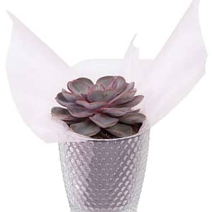 Princess Succulent