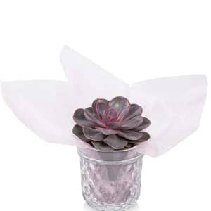 Sweetheart Succulent