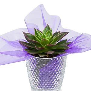 Dazzling Succulent