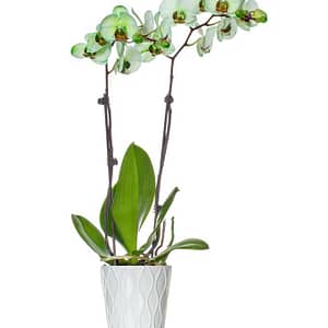 Green Watercolor Orchid