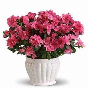 Pretty in Pink Azalea