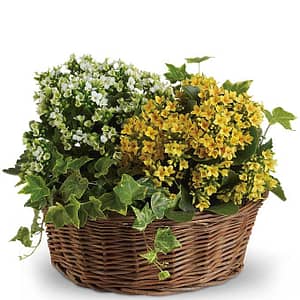 Basket of Joy