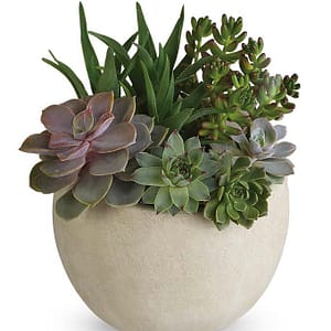 Modern Succulent Garden