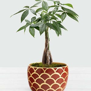 Prosperous Money Tree
