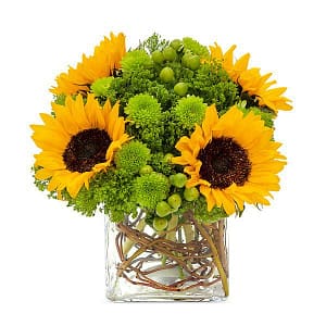 Sunflower Surprise